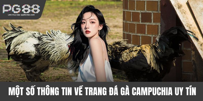 Một số thông tin về trang đá gà Campuchia uy tín